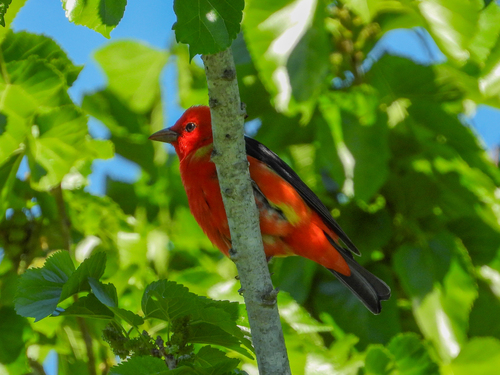 Scarlet Tanager (Piranga olivacea), photo 5