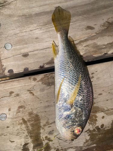 Shorthead drum (Larimus breviceps) — Sciaenidae