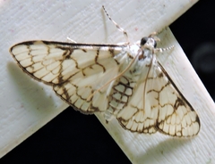 Aphytoceros lucusalis