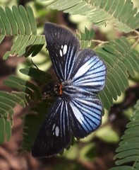 Pythonides lancea