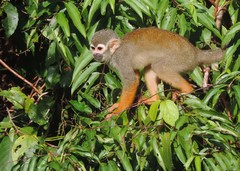 Collins' Squirrel Monkey photo 3