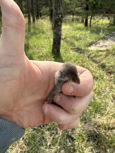 North American Least Shrew observed by annachromatic