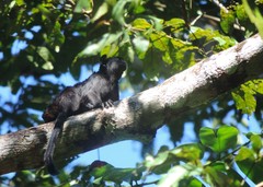 Saguinus ursula