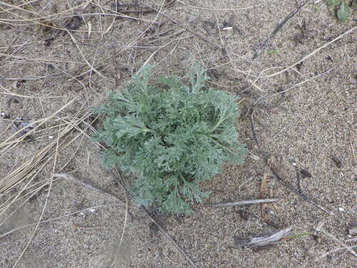 Field Sagewort (Artemisia campestris)
