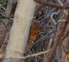 Sciurus niger