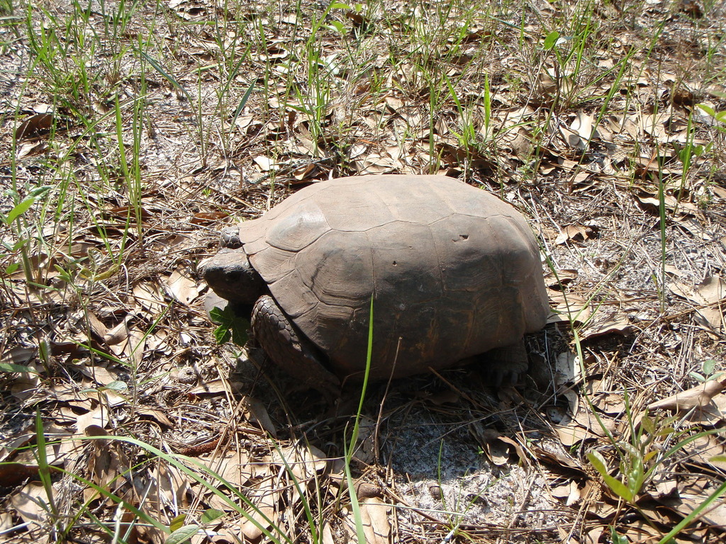 Gopher Tortoise in April 2011 by Nils Helstrom · iNaturalist