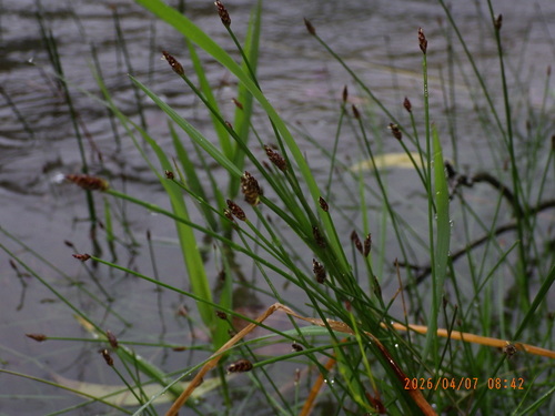 Eleocharis congesta observed 2026-04-07