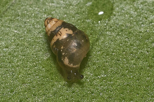 Tornatellides procerulus in life
