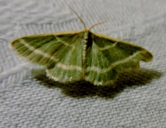 Mixocera latilineata