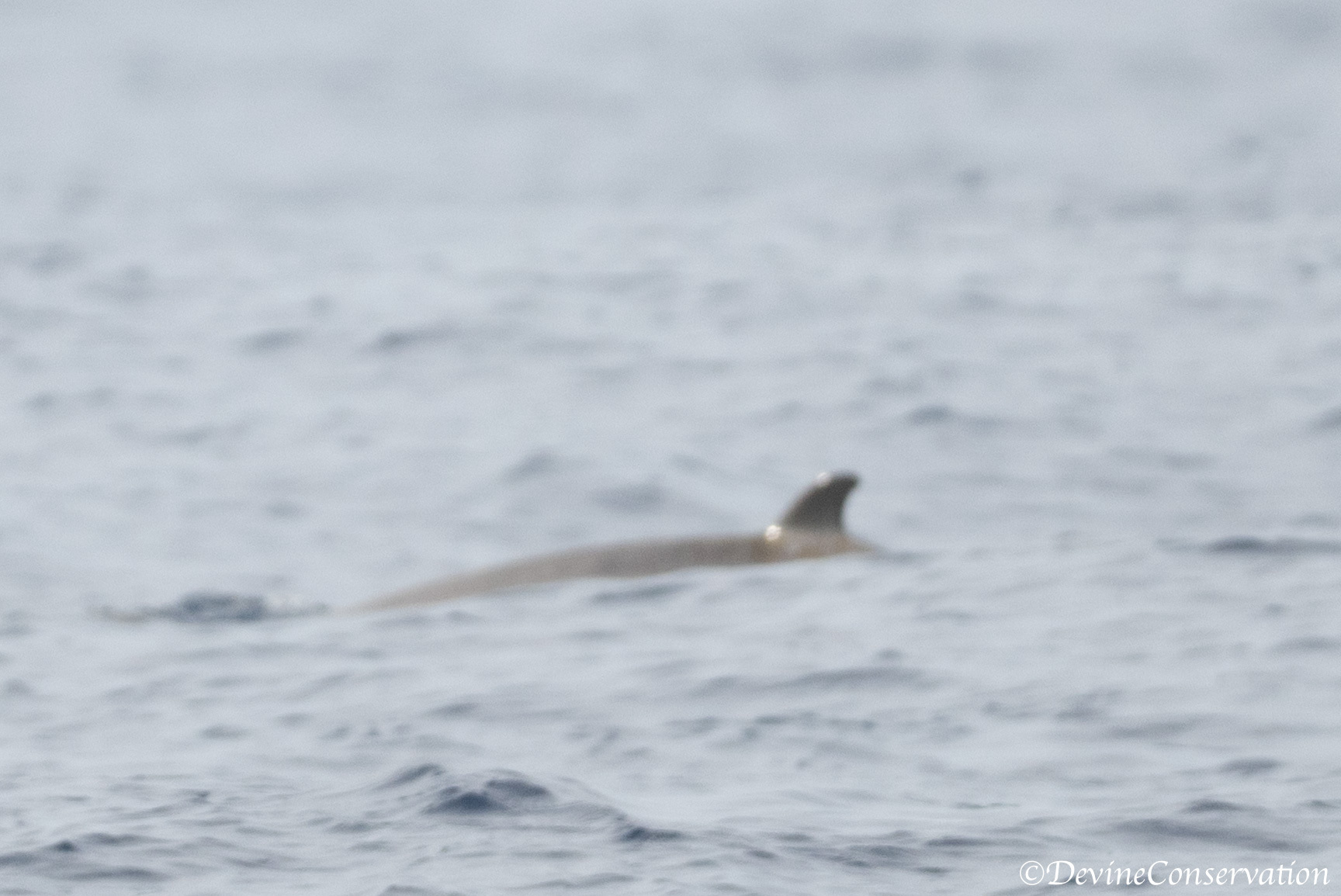 Mesoplodon densirostris