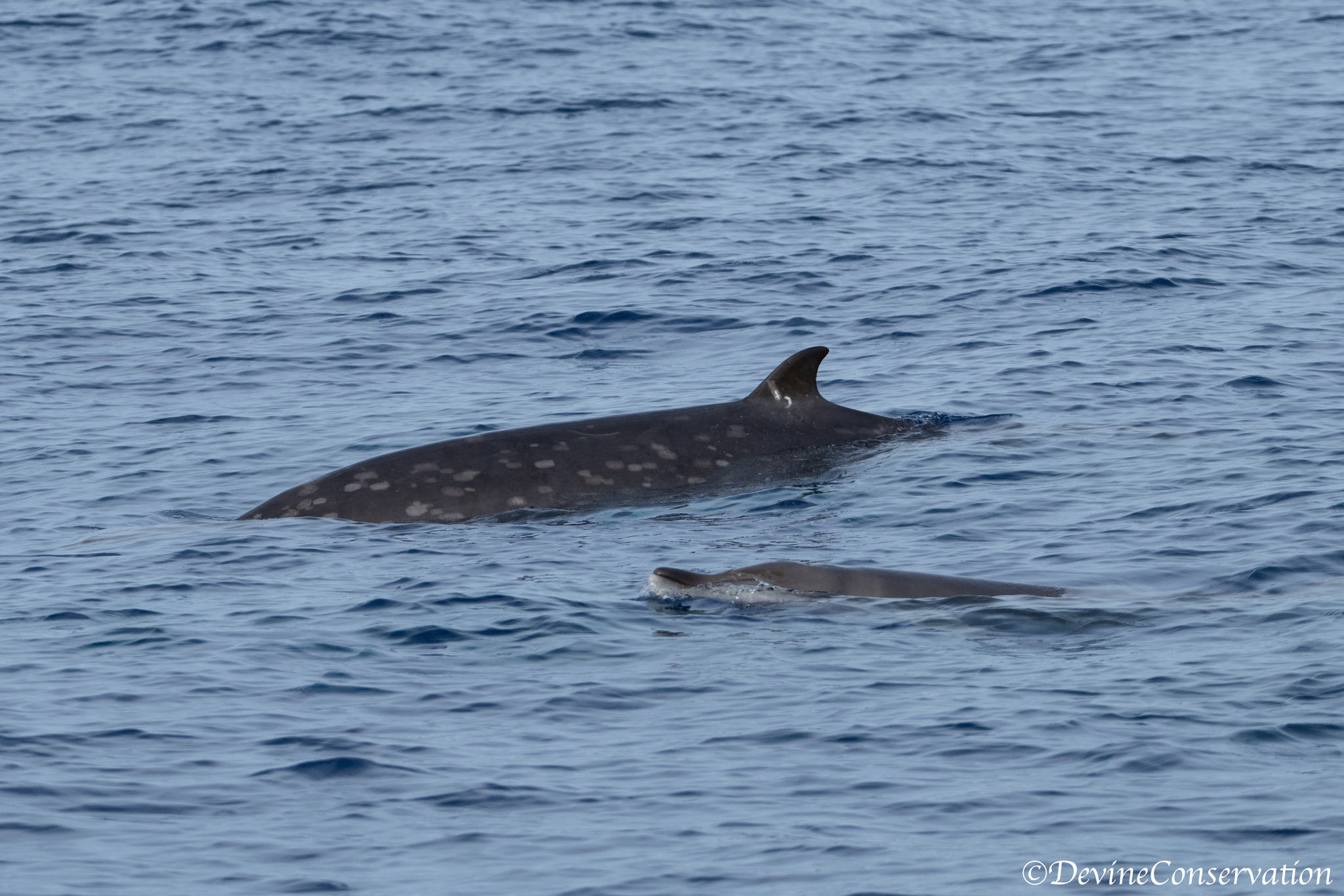 Mesoplodon densirostris