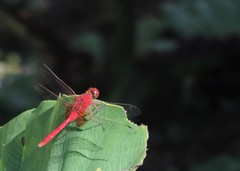 Erythemis carmelita
