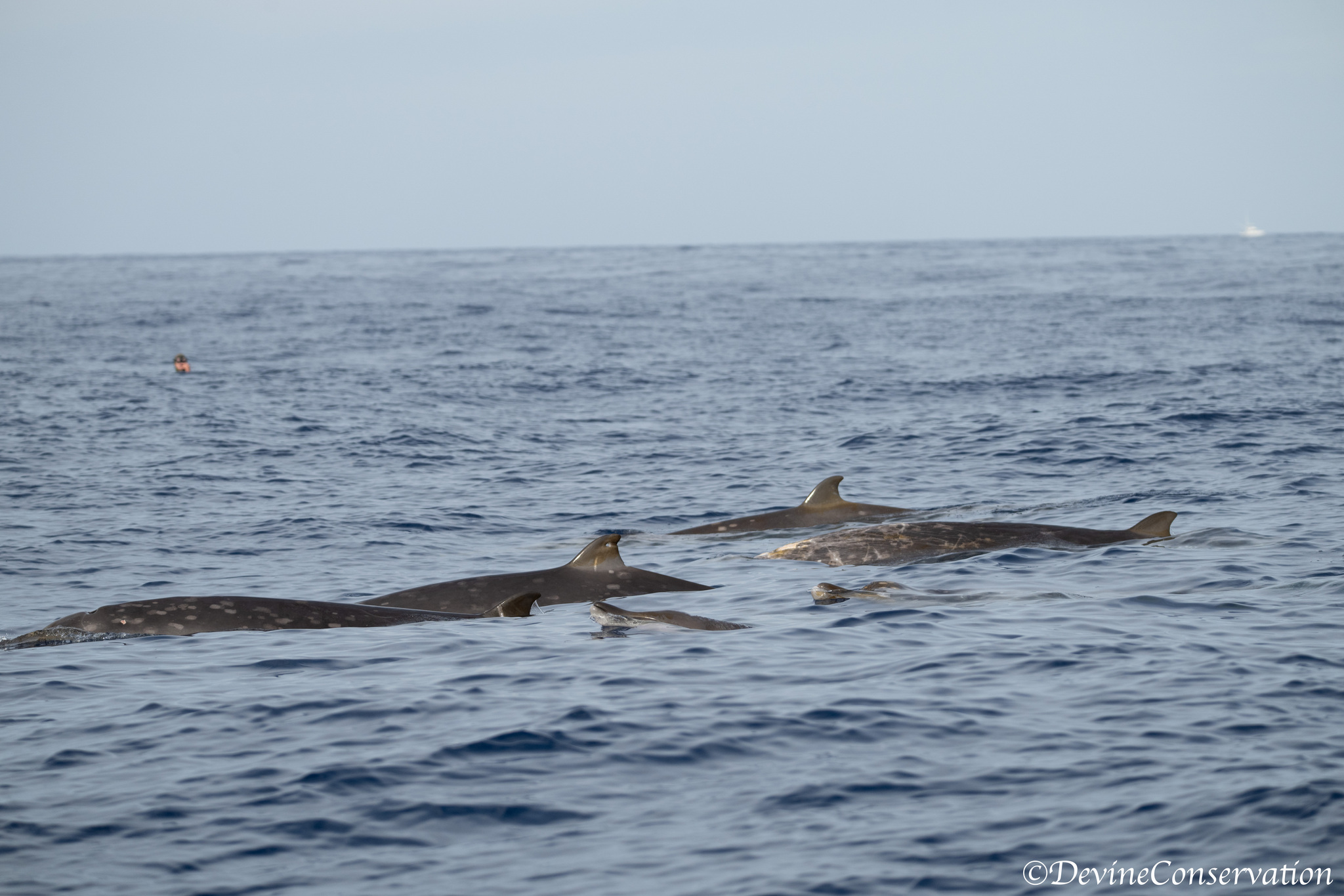 Mesoplodon densirostris