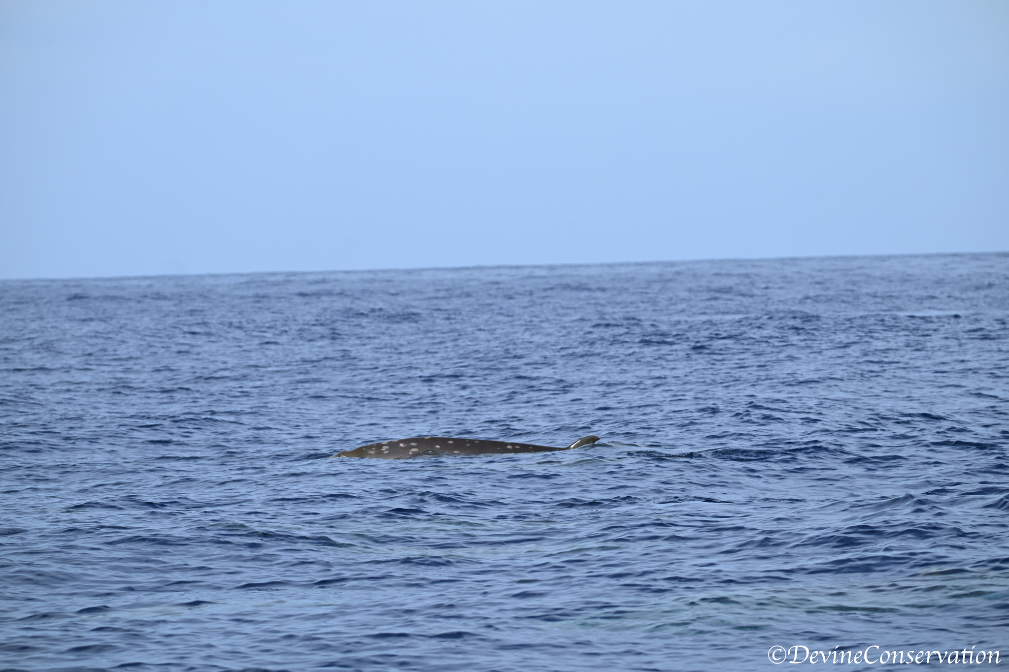 Mesoplodon densirostris