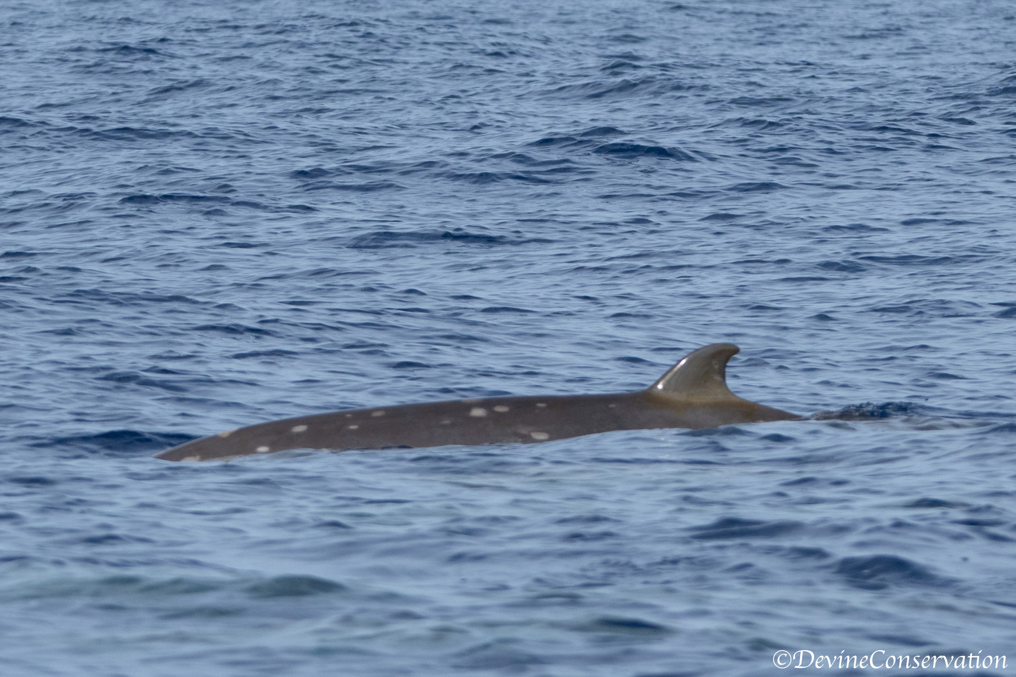 Mesoplodon densirostris