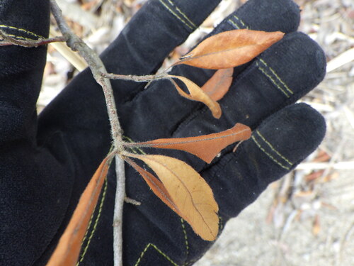 northern bayberry (Morella pensylvanica)