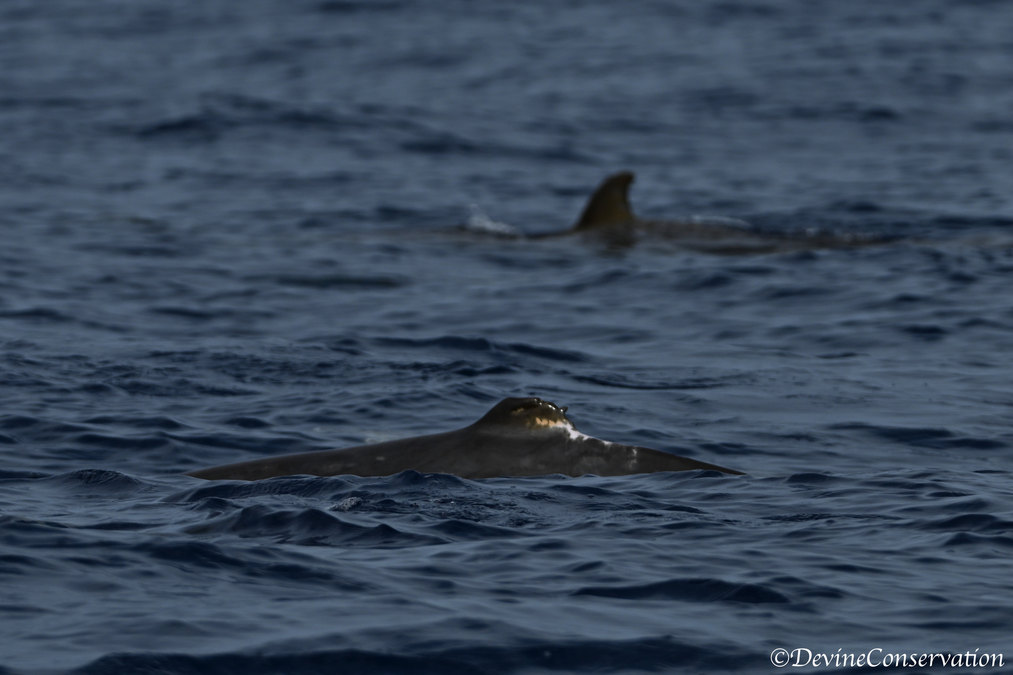 Mesoplodon densirostris