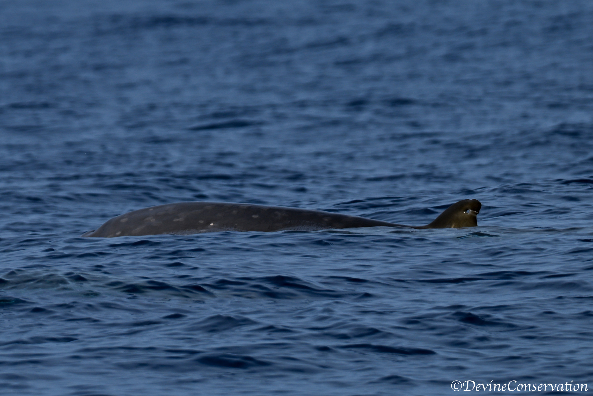 Mesoplodon densirostris