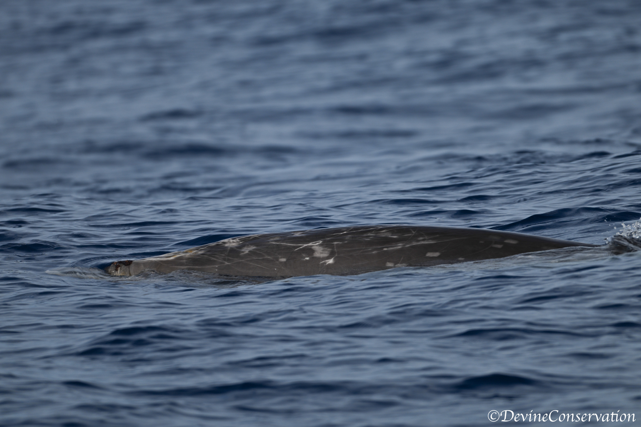 Mesoplodon densirostris