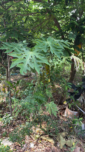 Papaya