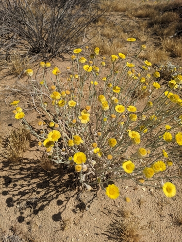 Woolly Desert Marigold (Baileya pleniradiata)