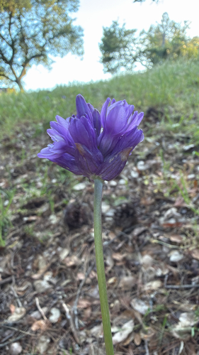 Ookow (Dichelostemma congestum)