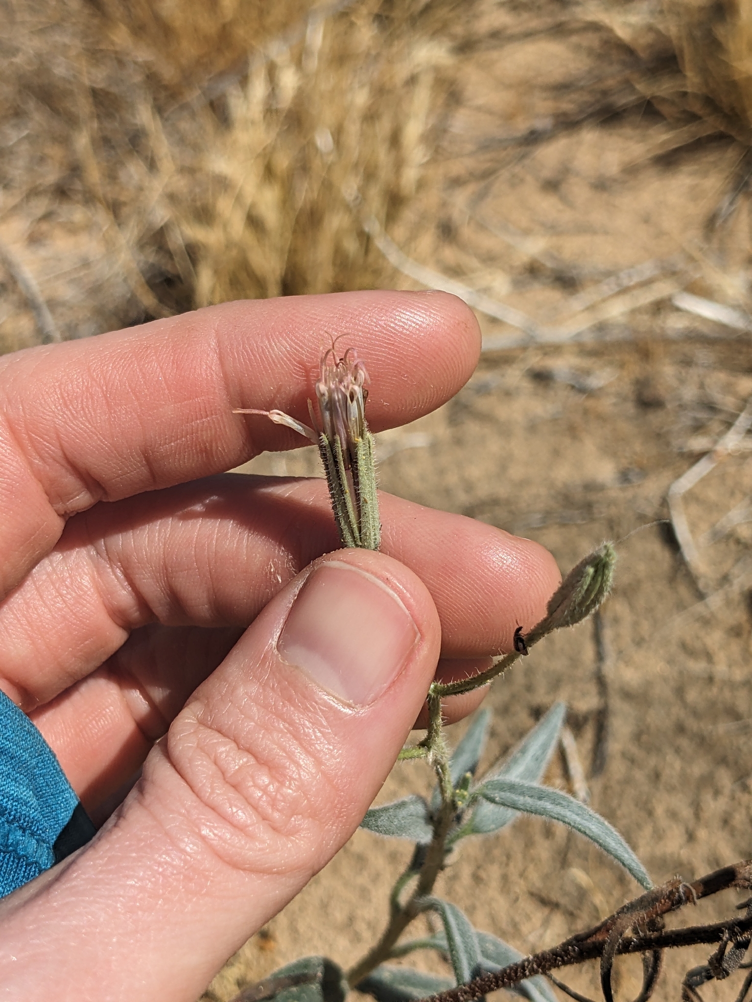 Spanish Needle (Palafoxia arida)