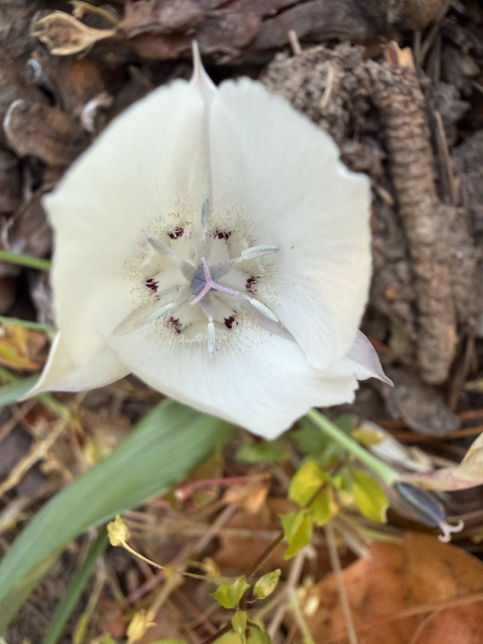 Oakland Mariposa Lily (Calochortus umbellatus)