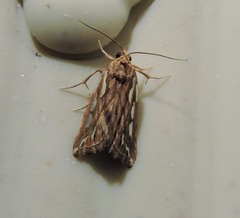 Meyrickella torquesauria