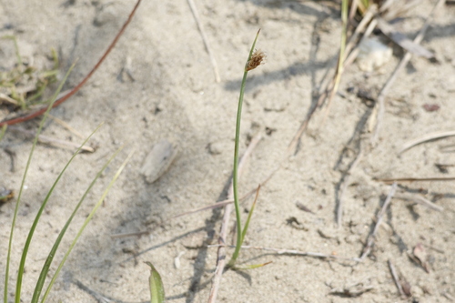 three-square bulrush (Schoenoplectus pungens)