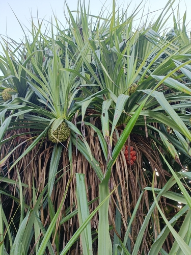 Kewda (Pandanus odorifer)