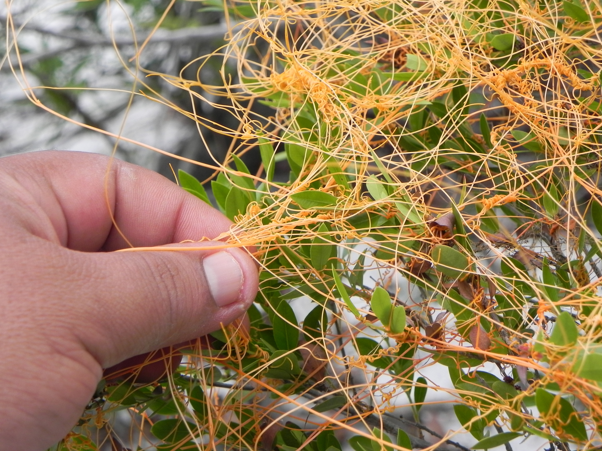 Cuscuta campestris