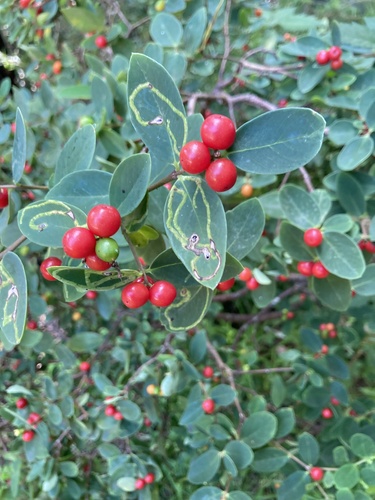 Bootlace Plant (Wikstroemia indica)