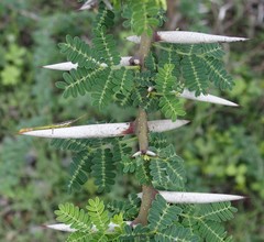 Vachellia planifrons