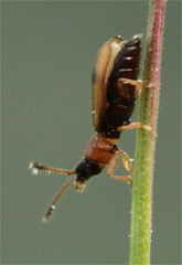 Psammoecus bipunctatus