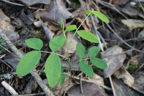 Sierra Nevada Peavine (Lathyrus nevadensis)