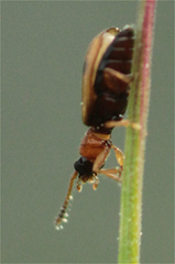 Psammoecus bipunctatus