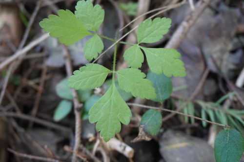 mountain sweet cicely (Osmorhiza berteroi)