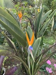 Strelitzia reginae reginae