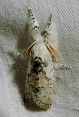 Iropoca rotundata