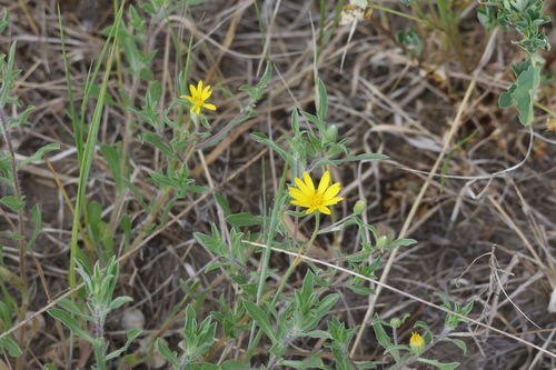 Hairy False Goldenaster (Heterotheca villosa)