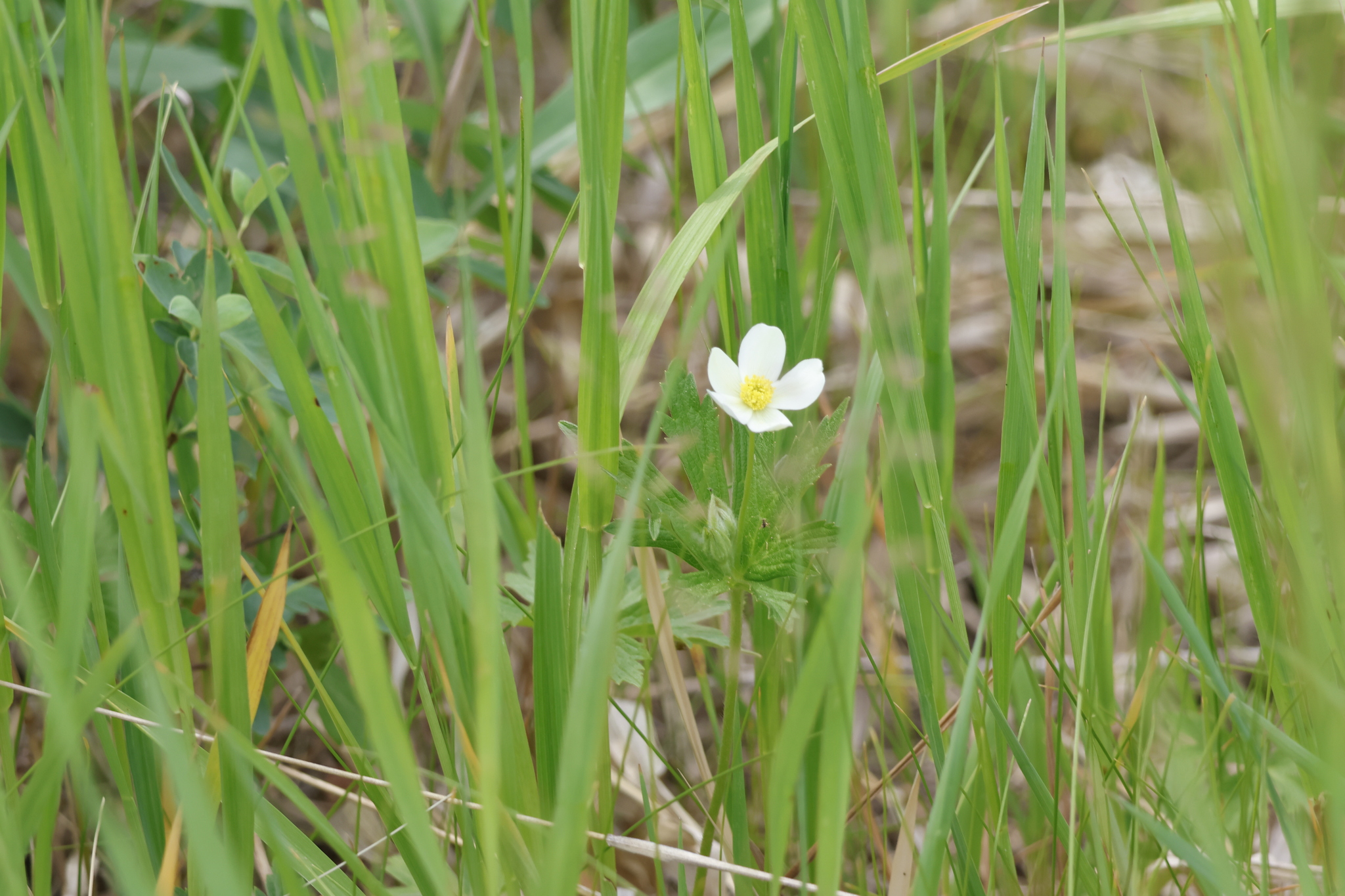 Canadian Anemone (Anemonastrum canadense)