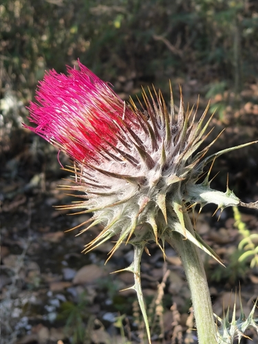 red thistle (Cirsium ehrenbergii)