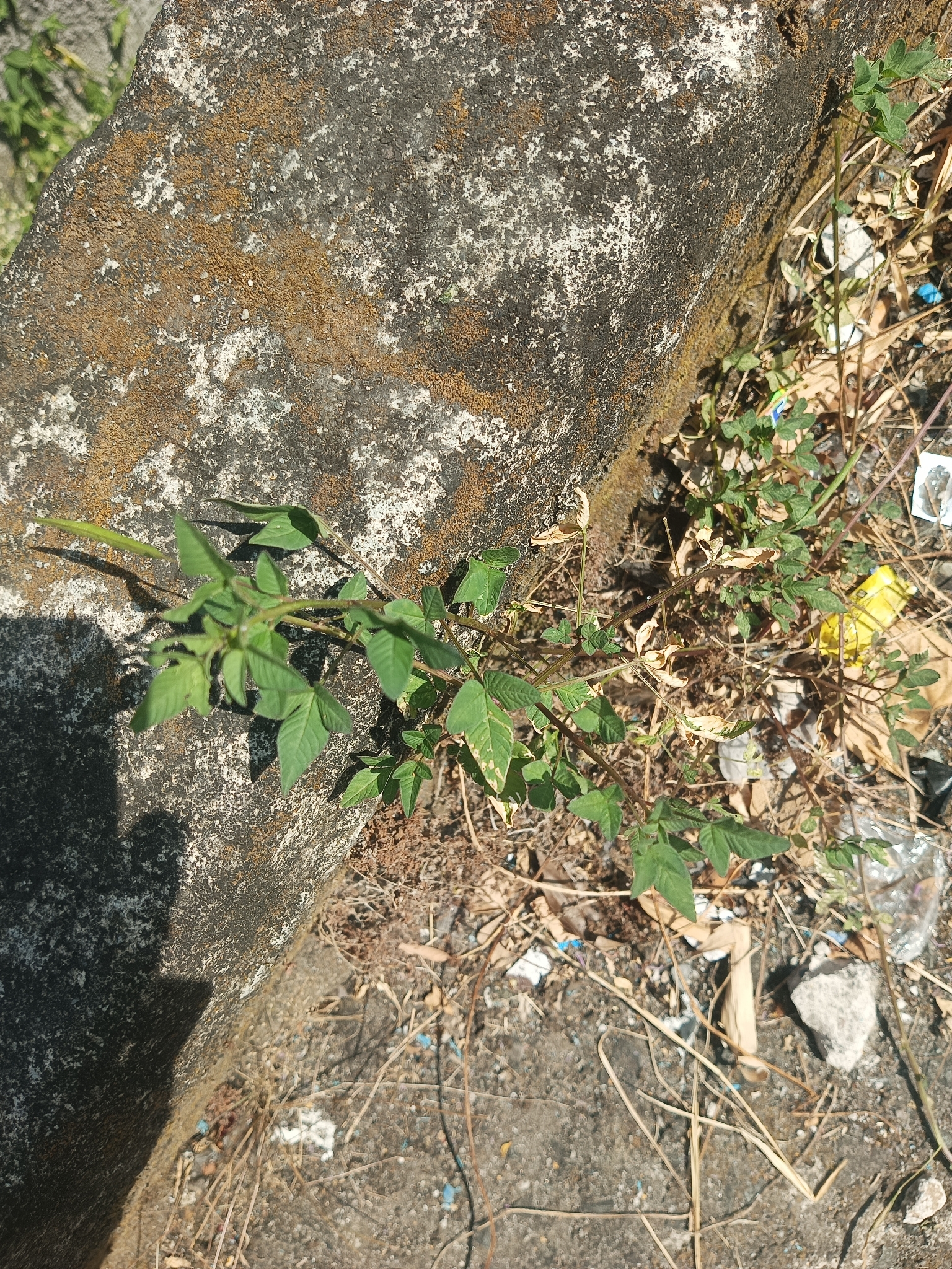 Fringed Spiderflower (Cleome rutidosperma)