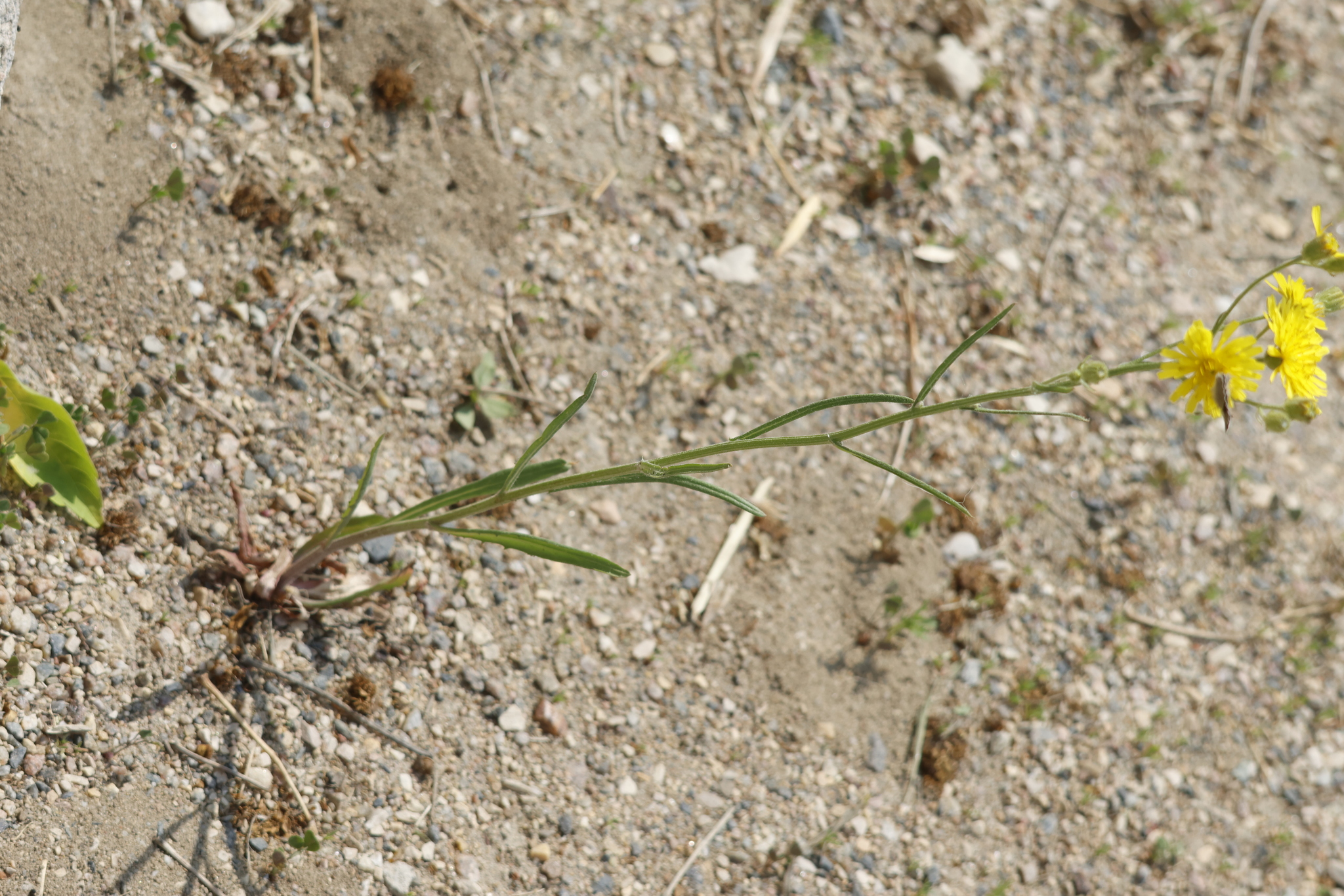 Narrowleaf Hawksbeard (Crepis tectorum)