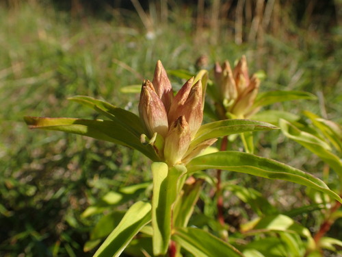 Cross Gentian