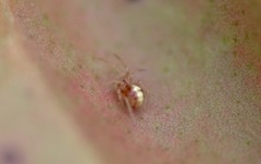 Neottiura bimaculata