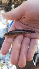 Etheostoma olmstedi