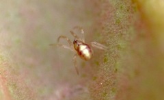 Neottiura bimaculata