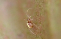 Neottiura bimaculata